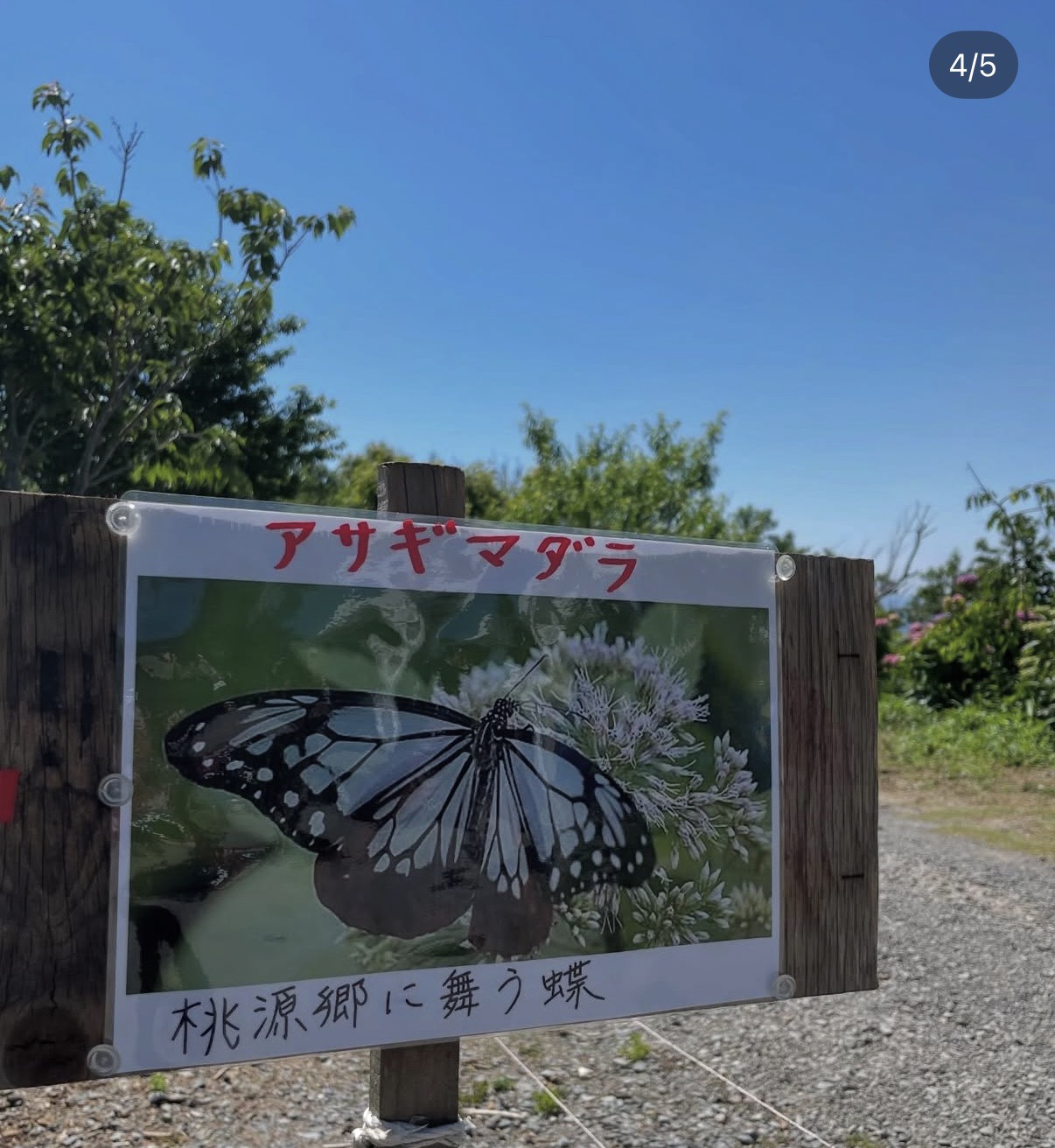 色とりどりのアジサイ