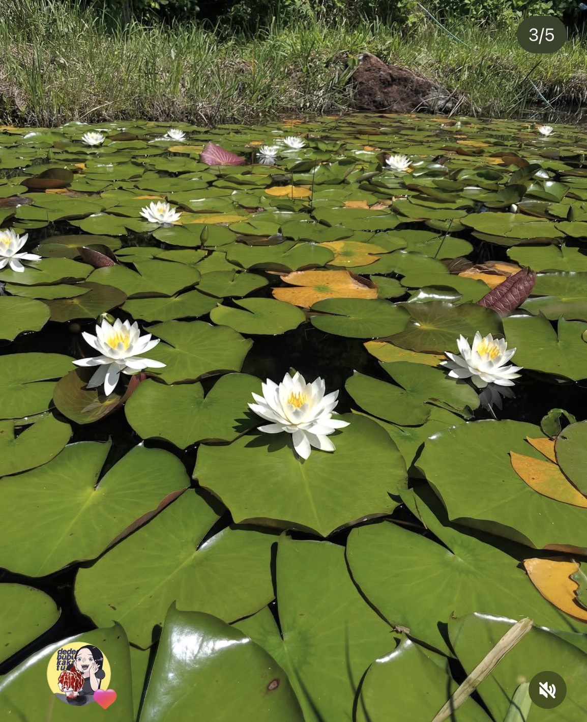 200万本のアジサイ庭園