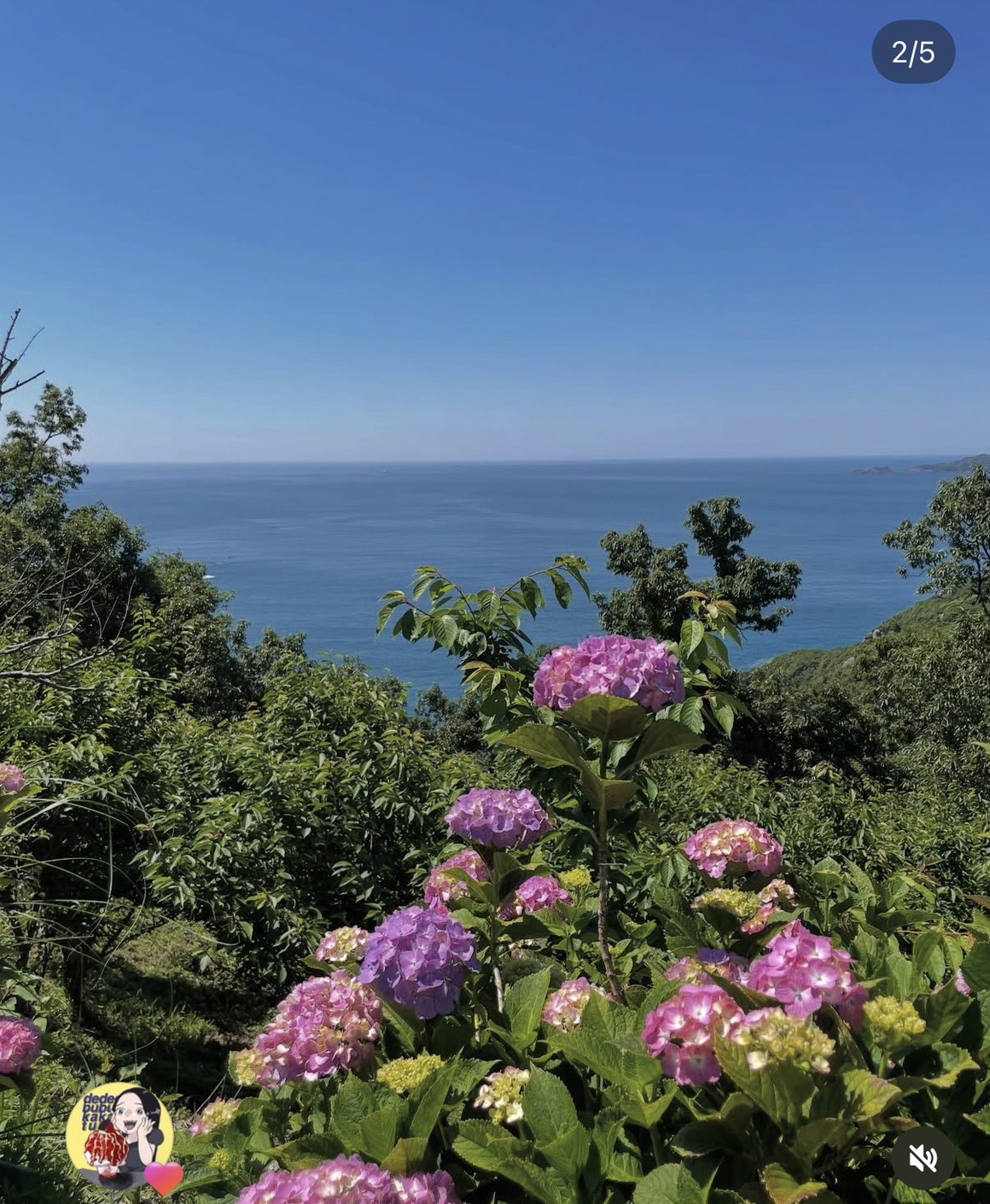 海とアジサイの絶景