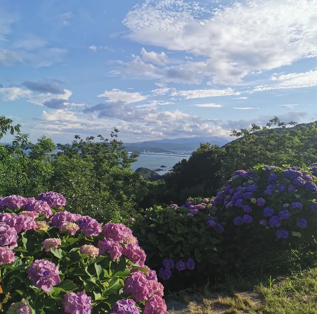 アジサイの花の海