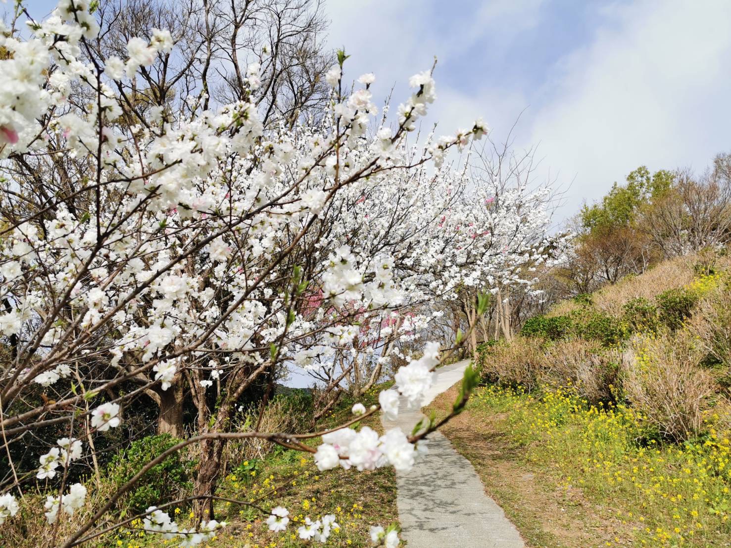 桃源郷岬の自然