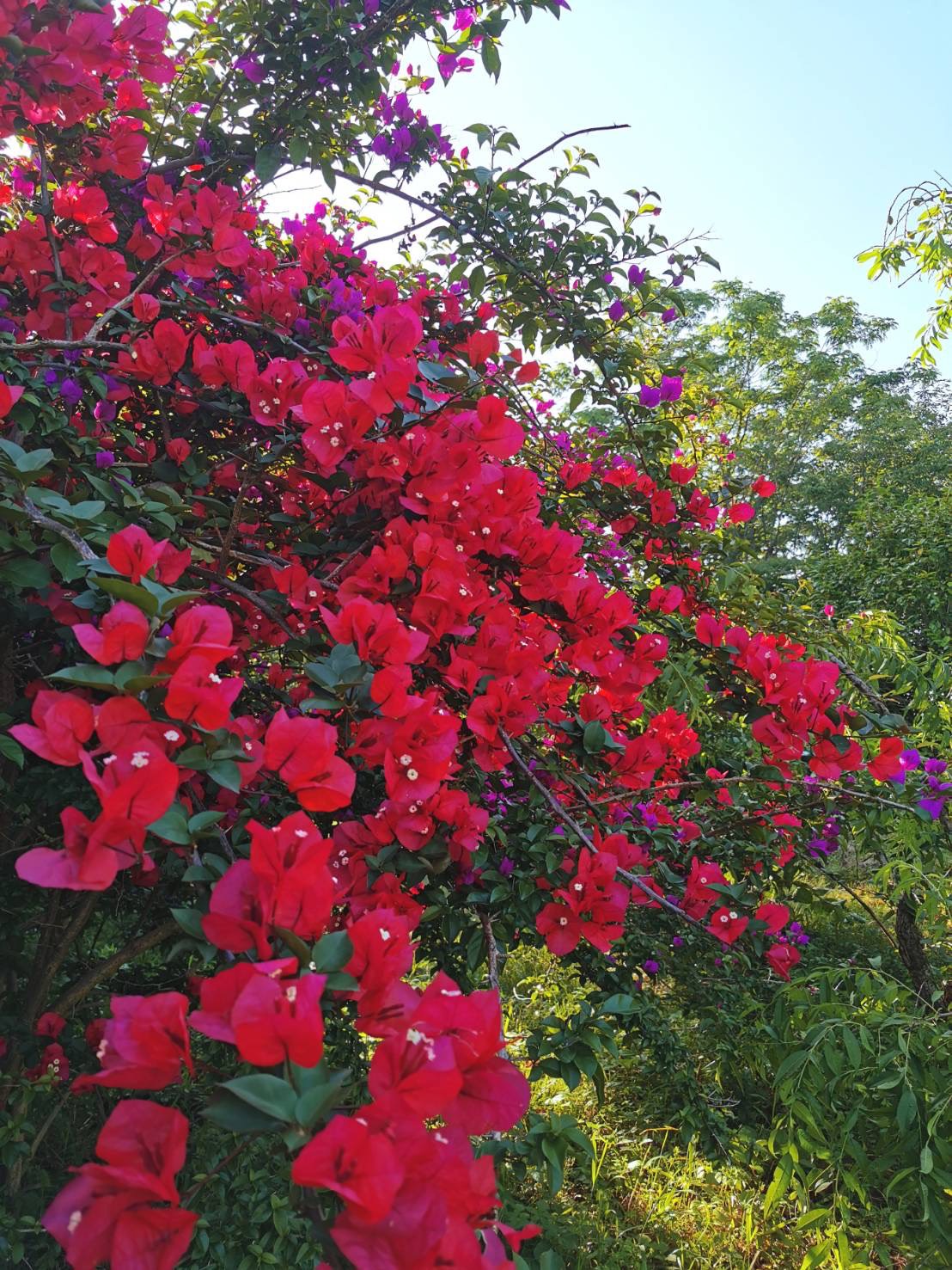 海風に揺れるアジサイ