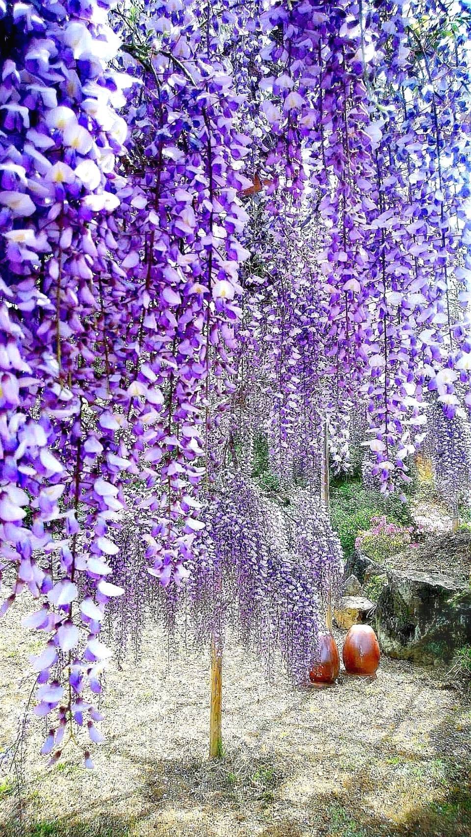 アジサイの花びら