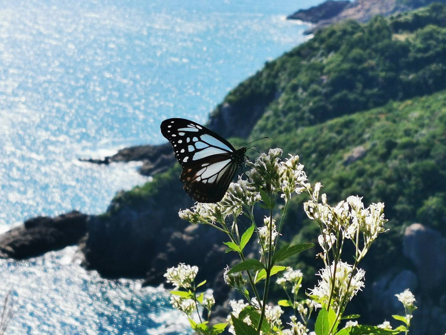 太平洋を望む庭園