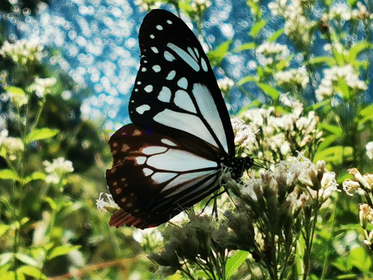 2000kmを旅する、幸運の使者